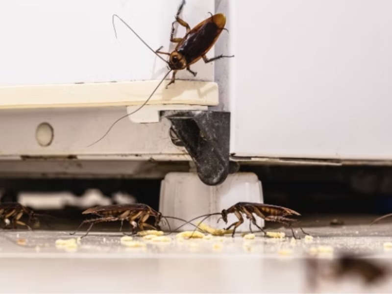 Cockroach Treatment