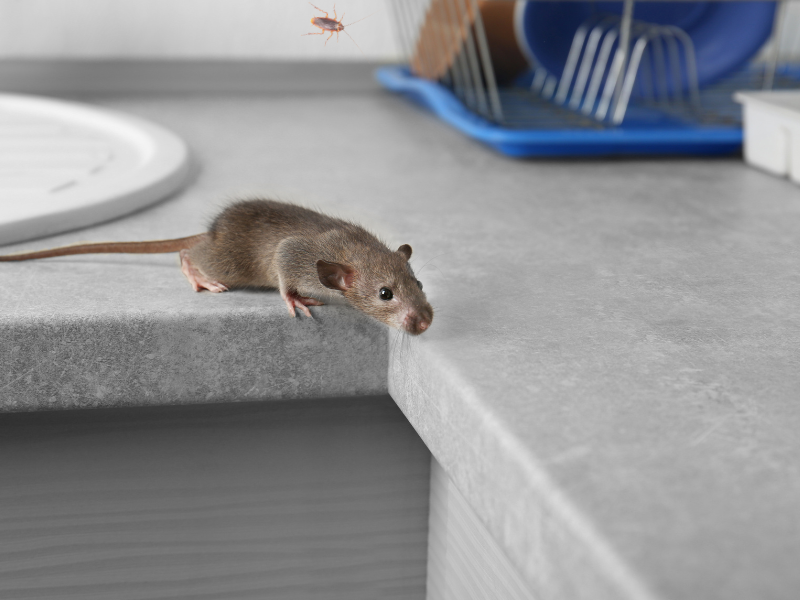 Mouse or Rat? How to Identify Rodent Droppings vs Gecko and Frog Poop in Townsville Homes
