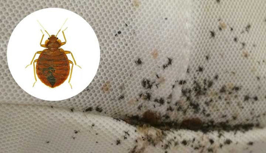 Bed Bug Treatment in Townsville – What You Need to Know