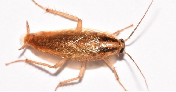 The German cockroach can be hard to get rid of