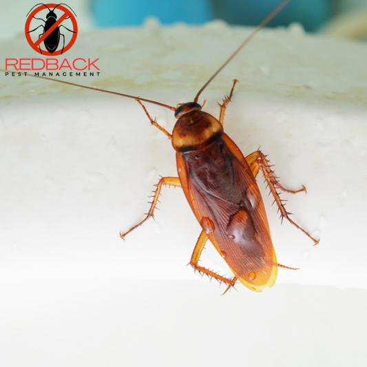 Cockroach Treatment