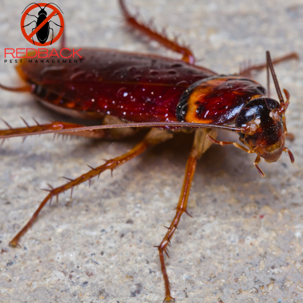 Cockroach Treatment