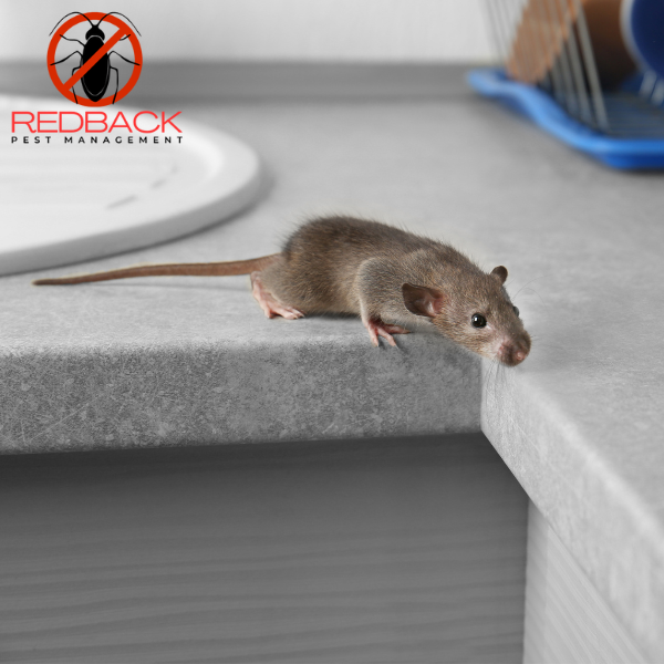 Rodent Treatment