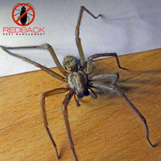 Spiders Treatment