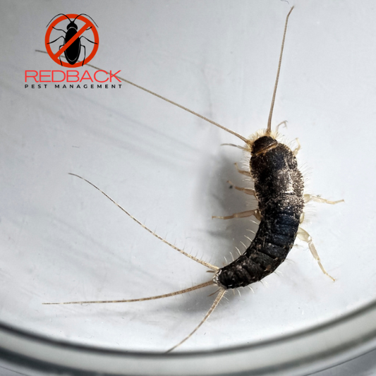 Silverfish Treatment