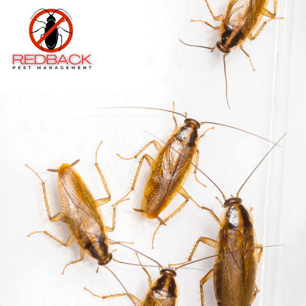 German Cockroach 2 Part treatment
