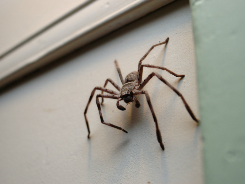 Spiders Treatment